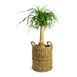 Beaucarnea - Pony Tail Palm - Single Stem 29 Beaucarnea - Pony Tail Palm - Single Stem -Hortology Plants Shop Beaucarnea Pony Tail Palm Single Stem Joris Plant Baskets Set of 3 Natural