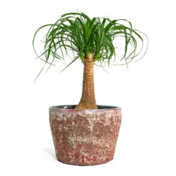 Beaucarnea - Pony Tail Palm - Single Stem 30 Beaucarnea - Pony Tail Palm - Single Stem -Hortology Plants Shop Beaucarnea Pony Tail Palm Single Stem Lava Couple Straight Relic Planter Pink bf785c89 49a1 46a7 93ae addd3b5bf061