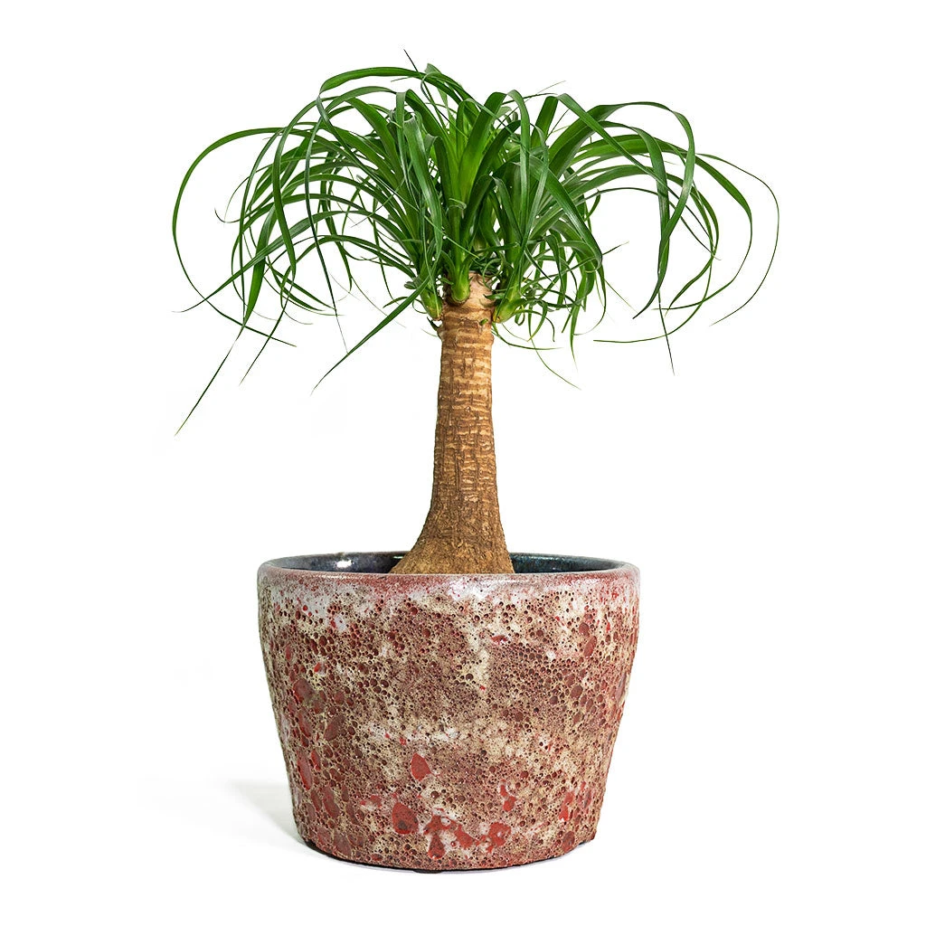 Beaucarnea - Pony Tail Palm - Single Stem 11 Beaucarnea - Pony Tail Palm - Single Stem - Image 9