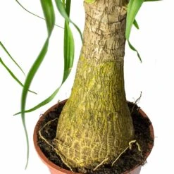 Beaucarnea - Pony Tail Palm - Single Stem 39 Beaucarnea - Pony Tail Palm - Single Stem -Hortology Plants Shop Beaucarnea Pony Tail Palm Single Stem Trunk 45cm