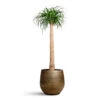 Beaucarnea - Pony Tail Palm - Single Stem -Hortology Plants Shop Beaucarnea Single Stem 34x160cm Ryan Pot Shiny Gold 42x38cm