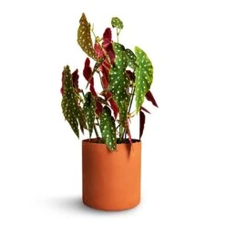 Puk Refined Planter - Canyon Orange 18 Puk Refined Planter - Canyon Orange -Hortology Plants Shop Begonia Maculata Polka Dot Begonia 22x70cm Puk Refined Planter Canyon Orange 25x24.5cm 2cfa1a29 c0b9 4726 a0db 2af99bb1b4f7