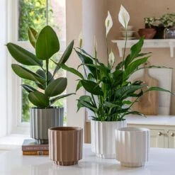 Bourton Scalloped Plant Pot - Clay -Hortology Plants Shop BourtonScallopedPlantPot Ivory 18x18cm