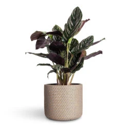 Bernt Plant Pot - Shiny Gold -Hortology Plants Shop Calathea Sanderiana Pin Stripe Calathea 14x50cm Bernt Plant Pot Shiny Gold 17x14cm 1