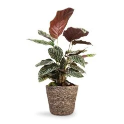 Selin Plant Basket - Black Weave -Hortology Plants Shop Calathea Sanderiana Pin Stripe Calathea 14x50cm Selin Plant Basket Black Weave 18x16cm
