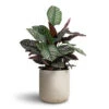 Calathea Sanderiana - Pin-Stripe Calathea -Hortology Plants Shop Calathea Sanderiana Pin Stripe Calathea 24x75cm Charlie Plant Pot Grey Washed 32x31cm