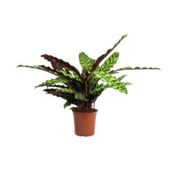 Calathea Lancifolia - Rattlesnake Plant -Hortology Plants Shop Calathea lancifolia Rattlesnake Plant 14cm