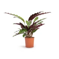 Calathea Lancifolia - Rattlesnake Plant -Hortology Plants Shop Calathea lancifolia Rattlesnake Plant 14x45cm