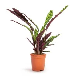 Calathea Lancifolia - Rattlesnake Plant -Hortology Plants Shop Calathea lancifolia Rattlesnake Plant 17x60cm