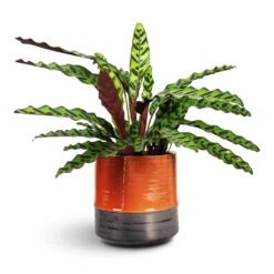 Calathea Lancifolia - Rattlesnake Plant -Hortology Plants Shop Calathea lancifolia Rattlesnake Plant 17x60cm Marlijn Plant Pot Coral 24x23cm