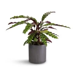 Puk Plant Pot - Black Washed 22 Puk Plant Pot - Black Washed -Hortology Plants Shop Calathea lancifolia Rattlesnake Plant 17x60cm Puk Plant Pot Black Washed 20x20cm 513d6494 7e07 4976 b580 29dfeec1c56c
