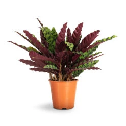 Calathea Lancifolia - Rattlesnake Plant -Hortology Plants Shop Calathea lancifolia Rattlesnake Plant 19x60cm