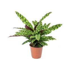 Calathea Lancifolia - Rattlesnake Plant -Hortology Plants Shop Calathea lancifolia Rattlesnake Plant 75cm