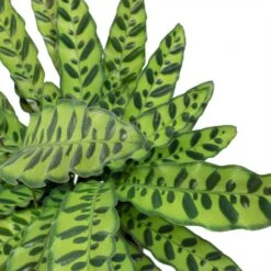 Calathea Lancifolia - Rattlesnake Plant -Hortology Plants Shop Calathea lancifolia Rattlesnake Plant Leaves