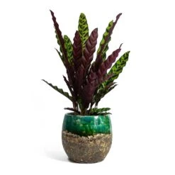 Calathea Lancifolia - Rattlesnake Plant -Hortology Plants Shop Calathea lancifolia Rattlesnake Plant Lindy Plant Pot Black Green fc17ebf1 9d2d 42c4 bae4 67e0a375300e