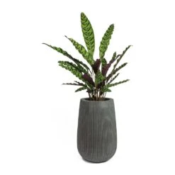 Patt High Ridged Planter - Dark Grey -Hortology Plants Shop Calathea lancifolia Rattlesnake Plant Patt High Plant Vase Ridged Dark Grey