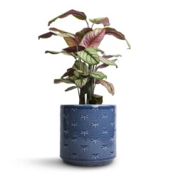 Arley Plant Pot - Blue Dragonfly -Hortology Plants Shop Calathea majestica White Star 14x50cm Arley Plant Pot Blue Dragonfly 17x17.5cm 3f4bbe0f 50a7 4994 b7f9 a1a9181a67b6