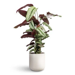 Lisbon Plant Pot - Light Grey -Hortology Plants Shop Calathea majestica White Star 19x75cm Lisbon Plant Pot Light Grey 21x21cm 1