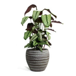 Calathea Majestica White Star 15 Calathea Majestica White Star -Hortology Plants Shop Calathea majestica White Star Koen Plant Pot Brown