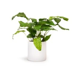 Calathea Musaica Network 16 Calathea Musaica Network -Hortology Plants Shop Calathea musaica Network 12x30cm Puk Planter Matt White 15x15cm