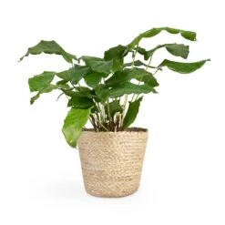 Calathea Musaica Network 18 Calathea Musaica Network -Hortology Plants Shop Calathea musaica Network 12x30cm Selin Plant Basket Jute 18x16cm 2