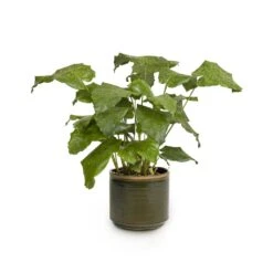 Calathea Musaica Network 17 Calathea Musaica Network -Hortology Plants Shop Calathea musaica Network 17x50cm Jordy Plant Pot Forest Green 20x18cm copy