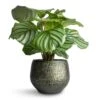 Calathea Orbifolia 2 Calathea Orbifolia -Hortology Plants Shop Calathea orbifolia 12x35cm Noor Plant Pot Velvet Green 16x13cm