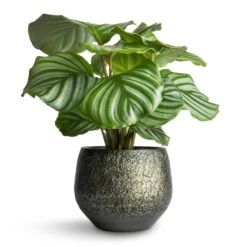 Noor Plant Pot - Velvet Green 34 Noor Plant Pot - Velvet Green -Hortology Plants Shop Calathea orbifolia 12x35cm Noor Plant Pot Velvet Green 16x13cm 5c898efa 455e 4eef 8340 df9263518349