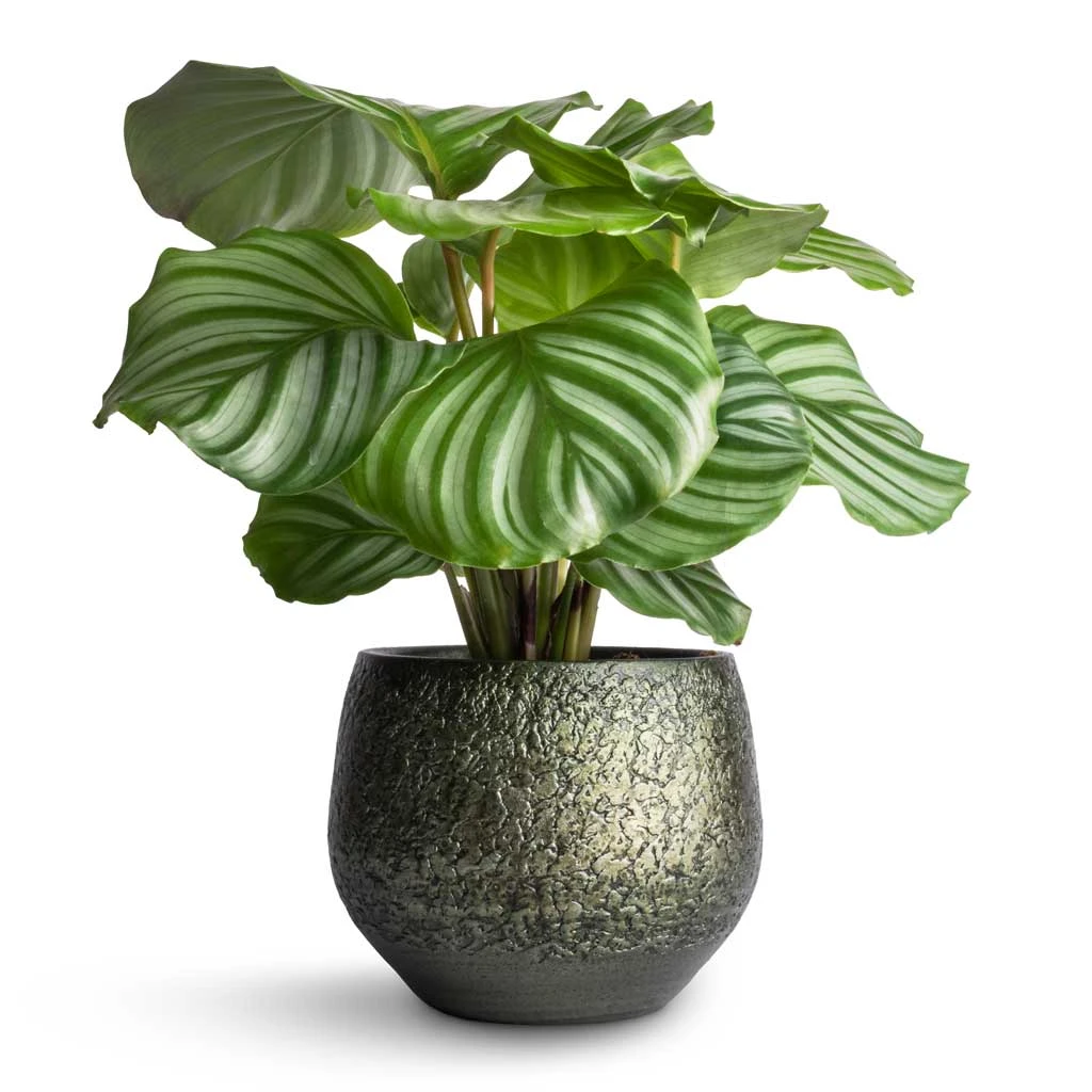 Noor Plant Pot - Velvet Green 15 Noor Plant Pot - Velvet Green - Image 13