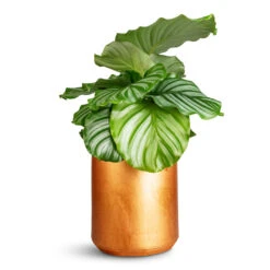 Tivoli Plant Pot - Copper -Hortology Plants Shop Calathea orbifolia 14x50cm Tivoli Pot Copper 19x16cm 1