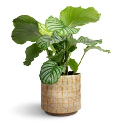 Stian Plant Pot - Soft Nougat 24 Stian Plant Pot - Soft Nougat -Hortology Plants Shop Calathea orbifolia 19x60cm Stian Plant Pot Soft Nougat 25x22cm 3c306053 ad45 4279 984b b3039071130c