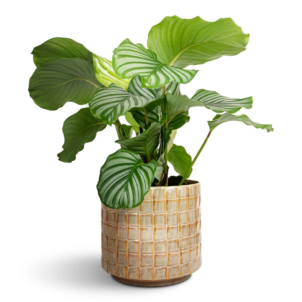 Stian Plant Pot - Soft Nougat 9 Stian Plant Pot - Soft Nougat - Image 7