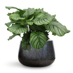 Terrazzo Darcy Planter - Black 22 Terrazzo Darcy Planter - Black -Hortology Plants Shop Calathea orbifolia Terrazzo Darcy Planter Black