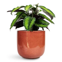 Nine Plant Pot - Blush Pink -Hortology Plants Shop Calathea ornata Beauty Star 14x40cm Nine Plant Pot Blush Pink 22x20cm 1
