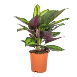 Calathea Ornata Beauty Star 11 Calathea Ornata Beauty Star -Hortology Plants Shop Calathea ornata Beauty Star 14x50cm