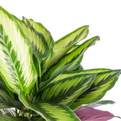 Calathea Ornata Beauty Star 10 Calathea Ornata Beauty Star -Hortology Plants Shop Calathea ornata Beauty Star SWATCH 1