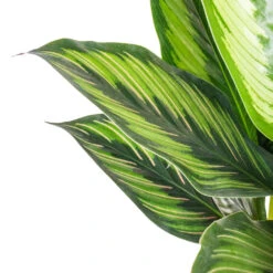 Calathea Ornata Beauty Star 12 Calathea Ornata Beauty Star -Hortology Plants Shop Calathea ornata Beauty Star SWATCH