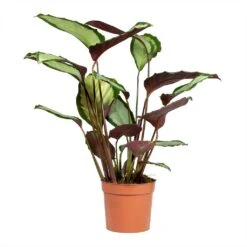 Calathea Picturata Argentea -Hortology Plants Shop Calathea picturata Argentea 12x40cm 2