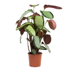 Calathea Picturata Argentea -Hortology Plants Shop Calathea picturata Argentea 17cm