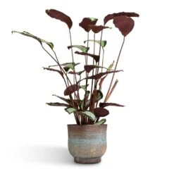 Calathea Picturata Argentea -Hortology Plants Shop Calathea picturata Argentea 17x75cm Aico Plant Pot Shiny Blue 22x20cm 547d596a 7035 4c95 8474 53766bac3561