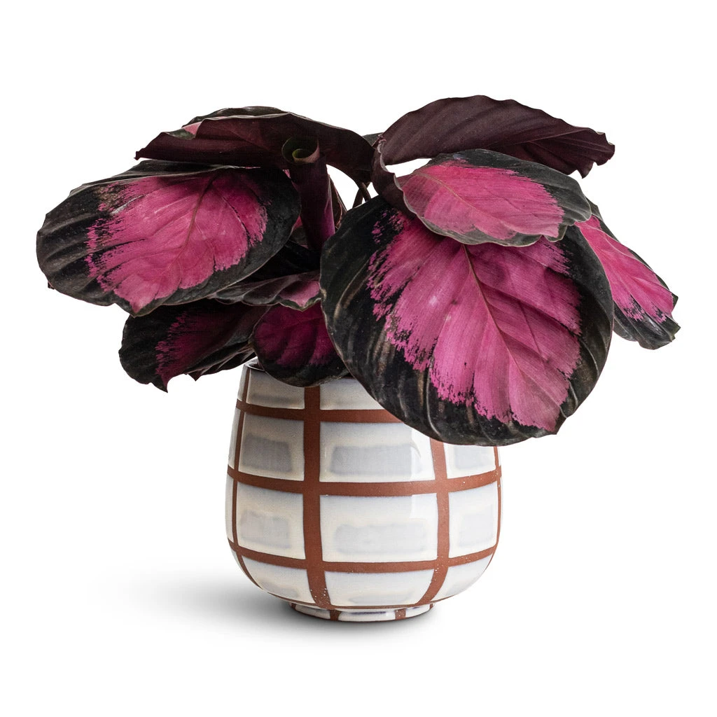 Calathea Picturata Crimson 3 Calathea Picturata Crimson