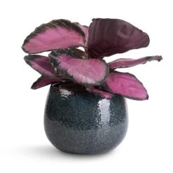 Calathea Picturata Crimson 22 Calathea Picturata Crimson -Hortology Plants Shop Calathea picturata Crimson 14x50cm Odile Plant Pot Petrol 19x14cm