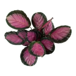 Calathea Picturata Crimson 24 Calathea Picturata Crimson -Hortology Plants Shop Calathea picturata Crimson Leaves