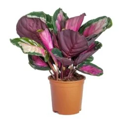 Calathea Picturata Crimson 29 Calathea Picturata Crimson -Hortology Plants Shop Calathea picturata Crimson Lighter