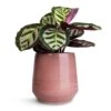 Calathea Roseopicta Cora 1 Calathea Roseopicta Cora -Hortology Plants Shop Calathea roseopicta Cora 12x35cm Remi Plant Pot Pink 18x19cm