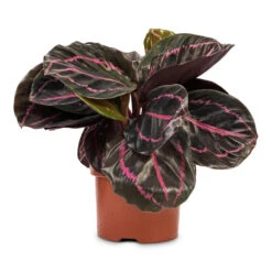 Calathea Roseopicta Dottie - Rose Painted Calathea -Hortology Plants Shop Calathea roseopicta Dottie Rose Painted Calathea 10.5x20cm