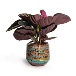 Calathea Roseopicta Dottie - Rose Painted Calathea -Hortology Plants Shop Calathea roseopicta Dottie Rose Painted Calathea 14x45cm Noud Plant Pot Marrakesh 20x17cm ab3f2272 b4a9 426a aa0d 299504f8331f