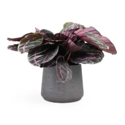 Calathea Roseopicta Dottie - Rose Painted Calathea -Hortology Plants Shop Calathea roseopicta Dottie Rose Painted Calathea 14x45cm Patt Plant Pot Black Washed 20x17cm