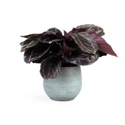 Calathea Roseopicta Dottie - Rose Painted Calathea -Hortology Plants Shop Calathea roseopicta Dottie Rose Painted Calathea 14x45cm Ryan Plant Pot Blue Gold 18x16cm