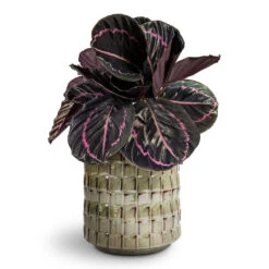 Stian Plant Pot - Moss Green -Hortology Plants Shop Calathea roseopicta Dottie Rose Painted Calathea 14x45cm Stian Plant Pot Moss Green 21x20cm 1